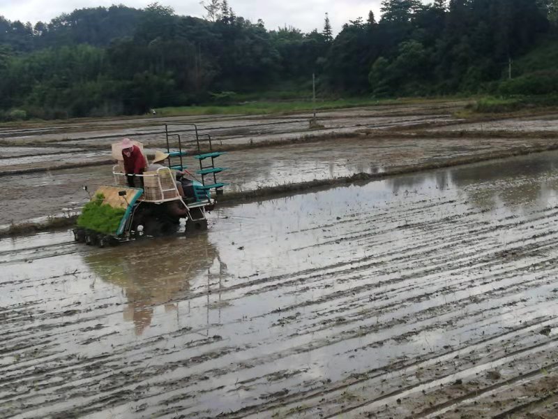 你家乡的粮食增产了吗,你家乡的小麦还有穗吗