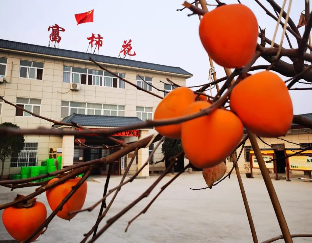 富平邮政快递发柿饼,富平柿饼最近发什么快递