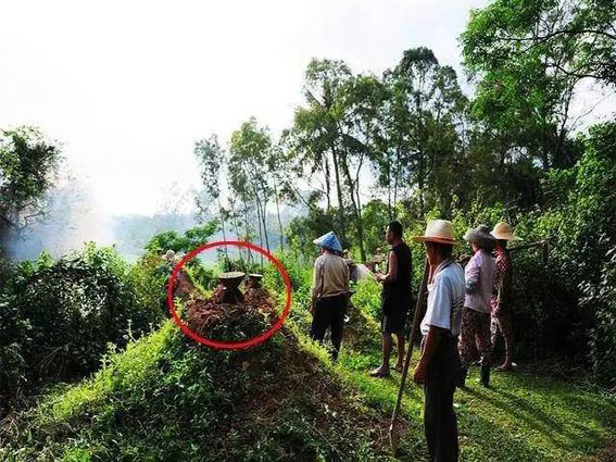 娴峰崡浜烘竻鏄庤妭鎵椋庝織,娴峰崡浜烘竻鏄庤妭鎵鏀剧偖