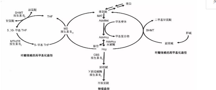 同型半胱氨酸高叶酸片怎么吃,同型半胱氨酸高怎么吃叶酸片