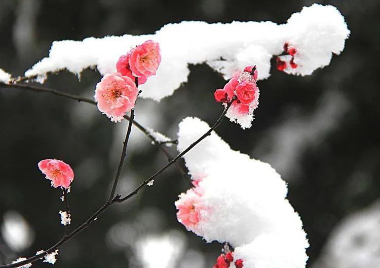 拍大片梅花技巧,梅花拍人物照姿势技巧大全