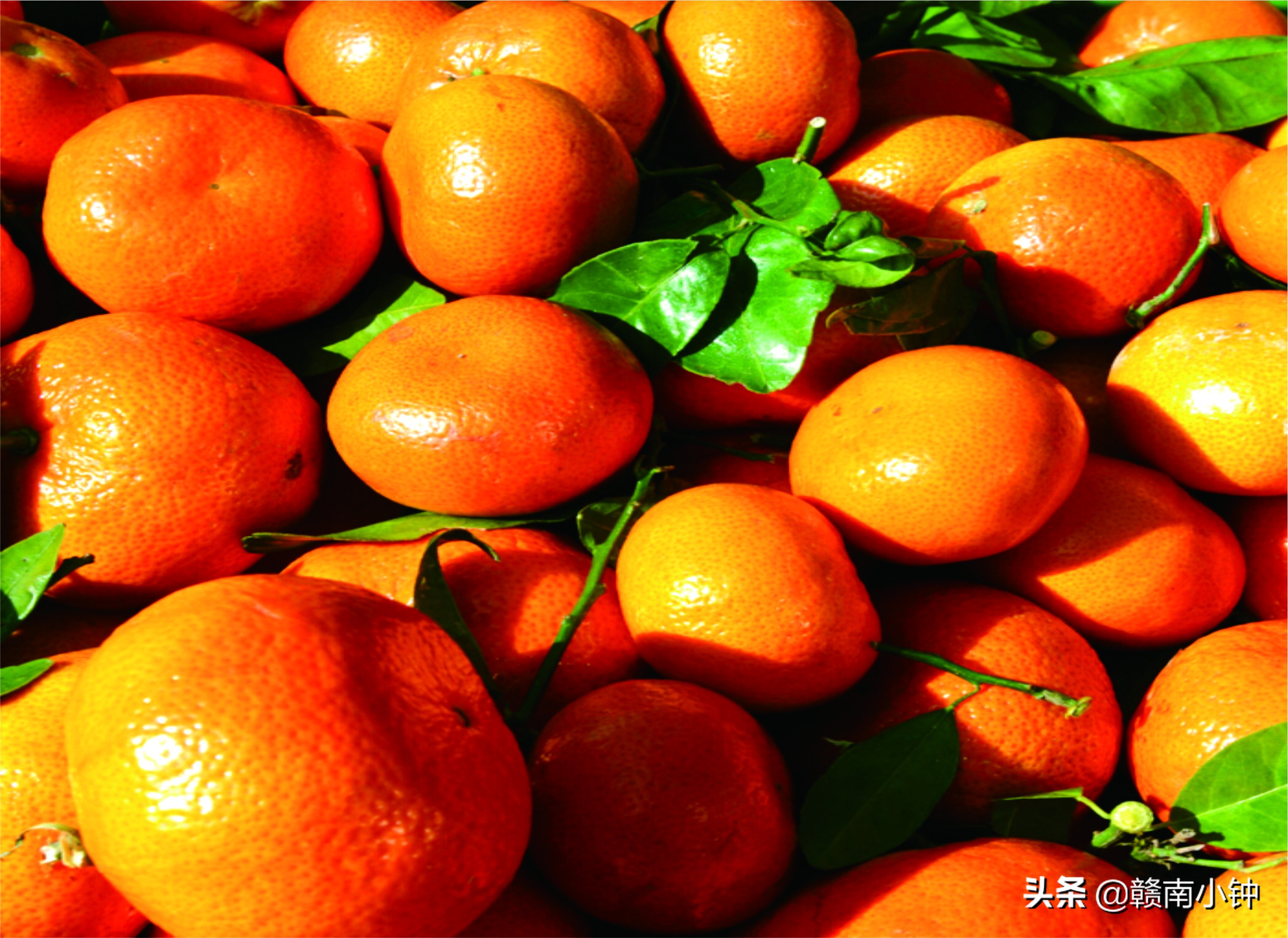 沙糖桔要多少钱一斤才保本,新发地沙糖桔批发市场今日价格