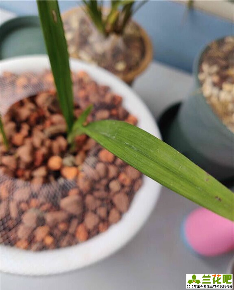 兰花叶子脱水的表现,兰花叶脱水怎么办用什么药