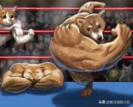 日本的一只“肌肉柴犬”火了，竟然还出了手办？！