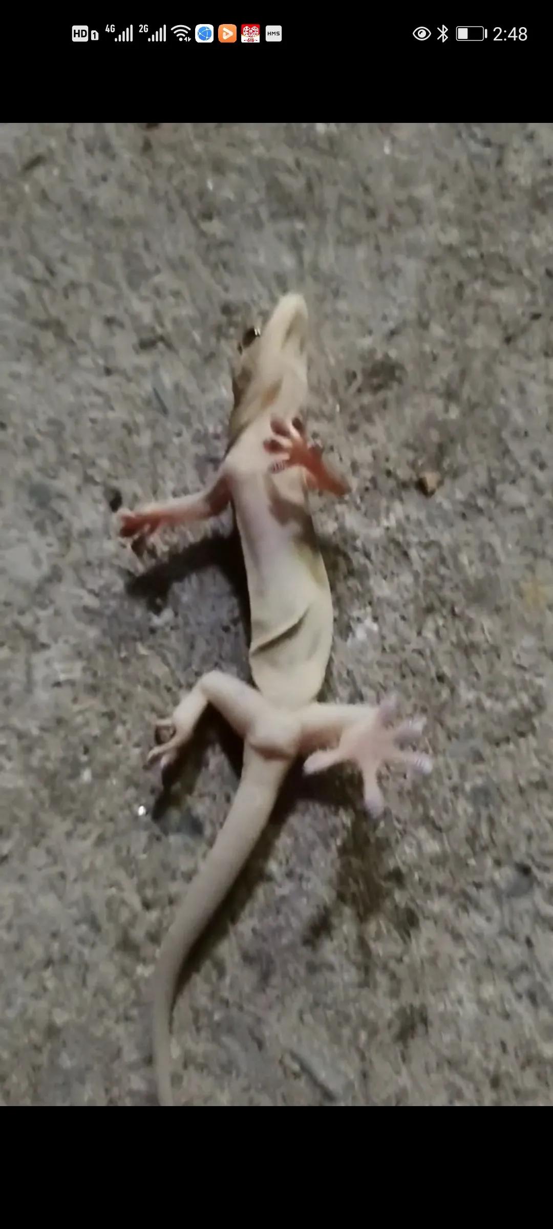 狮子座害怕什么动物,鲨鱼最害怕什么动物