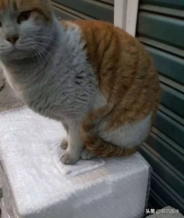 猫咪也会做噩梦吗,猫也会做噩梦吗