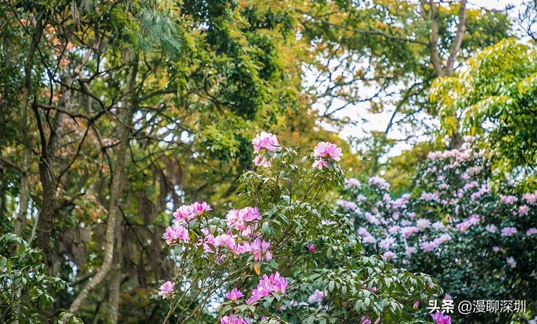 深圳空气中氡含量全国第一,深圳市负氧离子大概是多少