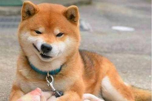 狗狗拉稀怎么办？狗狗拉肚子软便吃什么药？