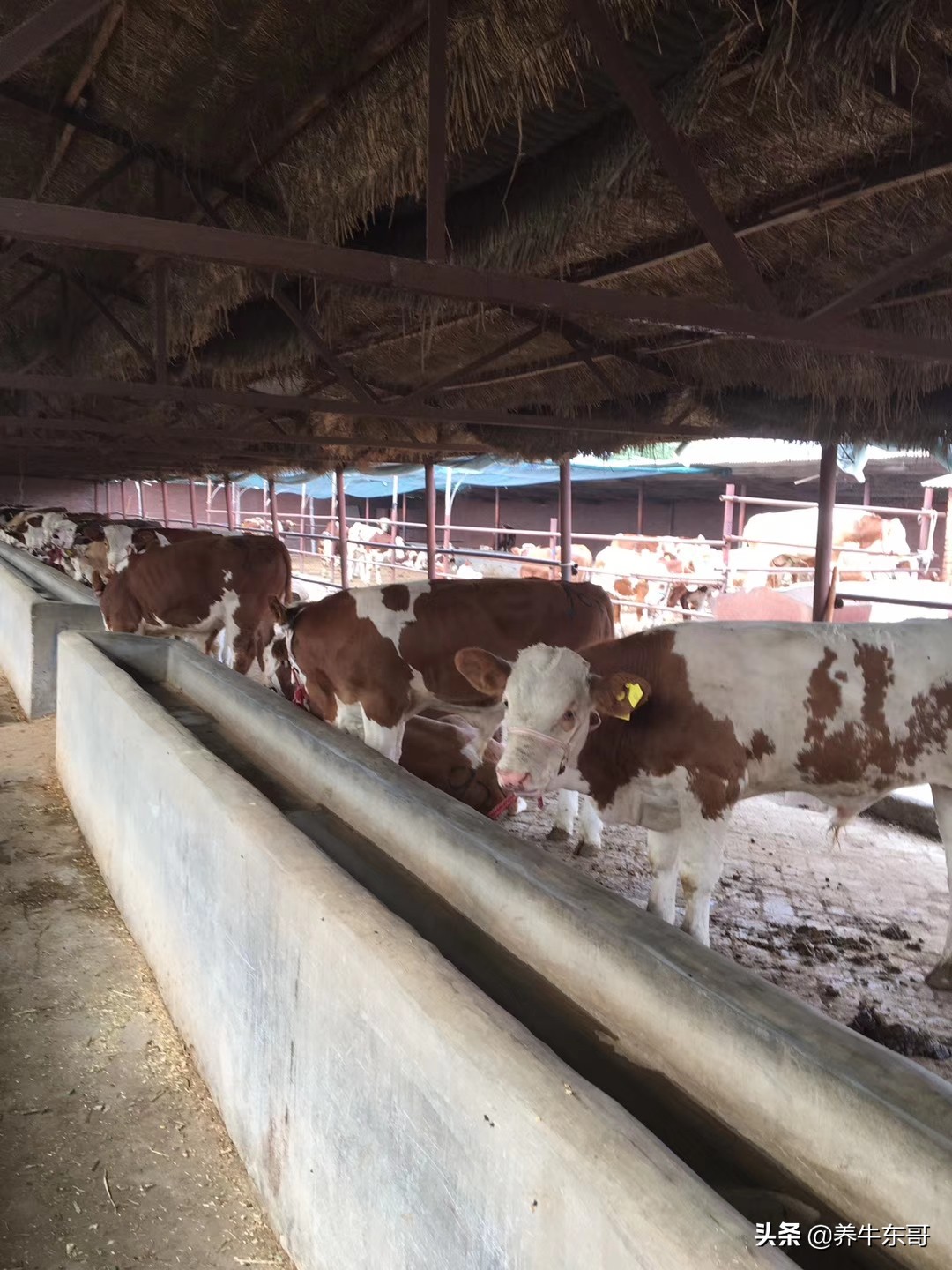 自己家的田地可以建养牛场吗,在农村养牛建牛圈