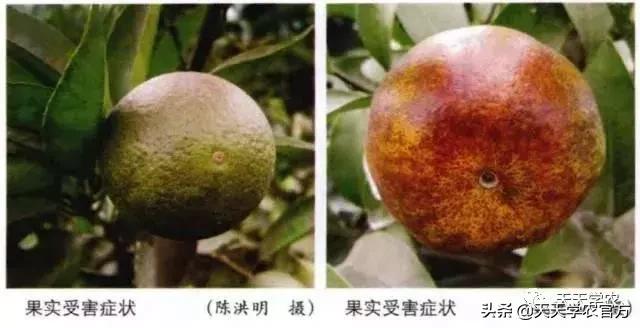 锈壁虱和红蜘蛛药一起可以打吗,杀红蜘蛛的药都可以杀锈壁虱吗