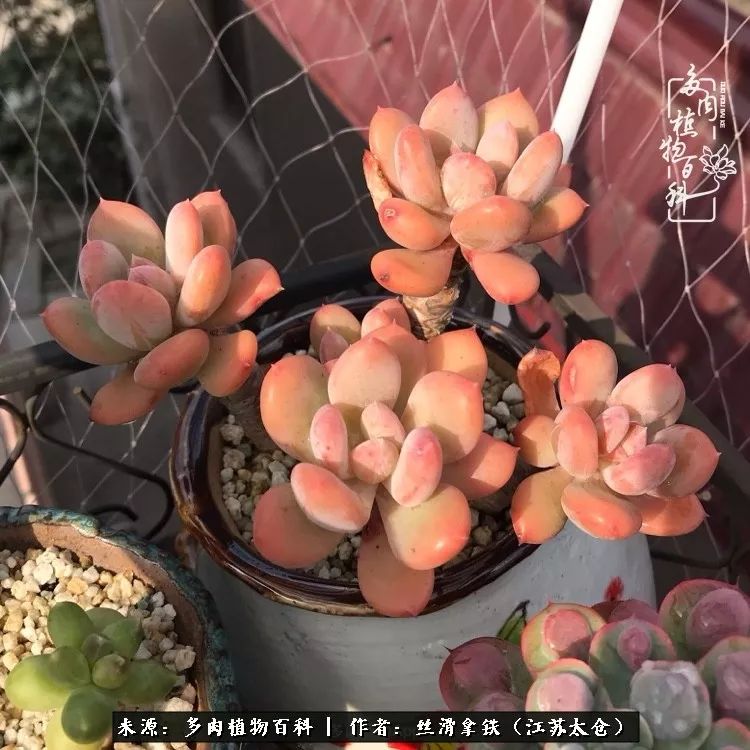 秋叶将落,秋叶即将落下你依然美丽