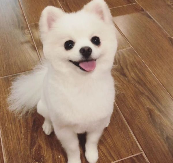 博美脾气暴躁易怒怎么办,博美脾气大怎么办