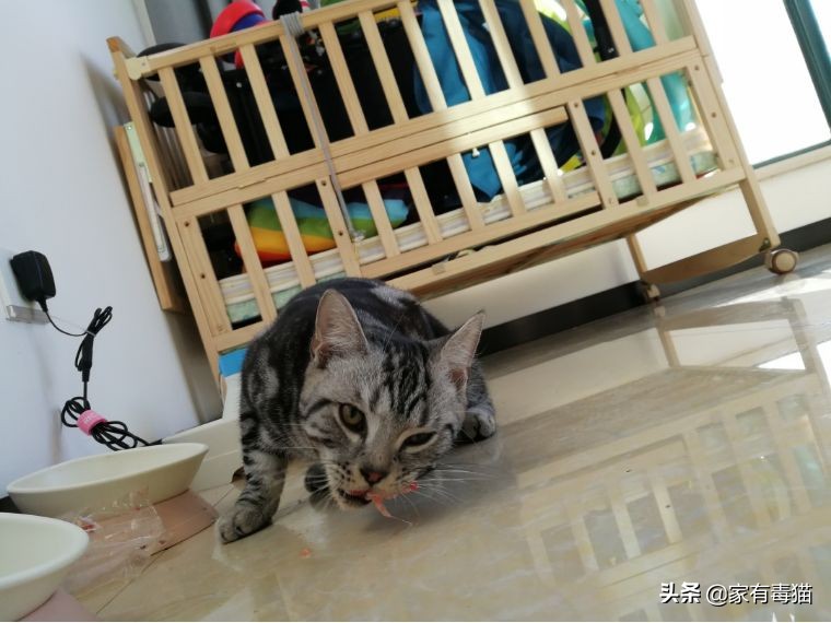 猫粮为何叫毒粮,猫粮和米饭哪个安全