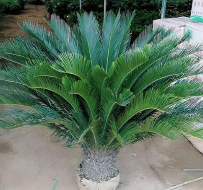 铁树苗怎么移栽最好,铁树幼苗最佳移栽方法