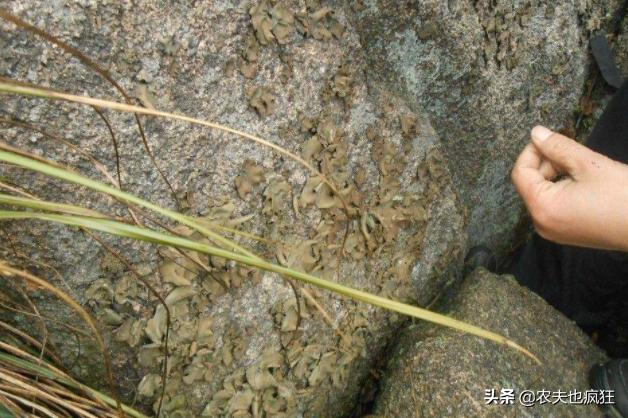 为什么有人用石耳冒充木耳,新鲜野生石耳