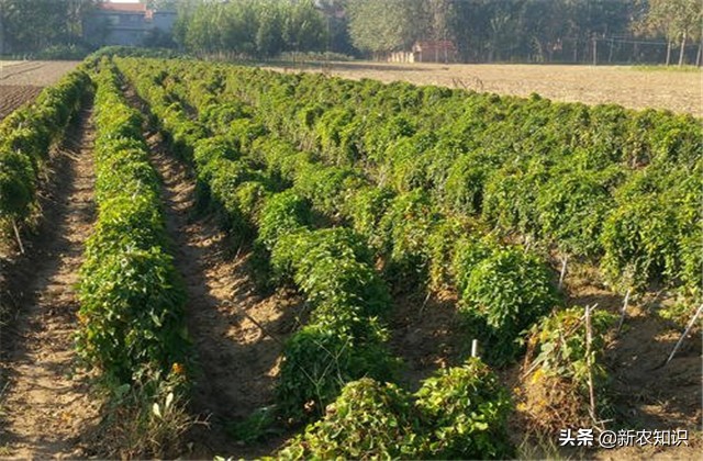 广西桂平最高产淮山种植方法,淮山怎样种植才高产