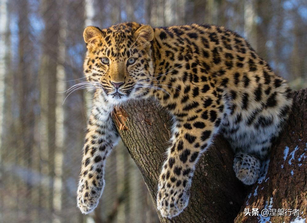 50种珍稀保护动物,为什么人类应该保护濒危物种