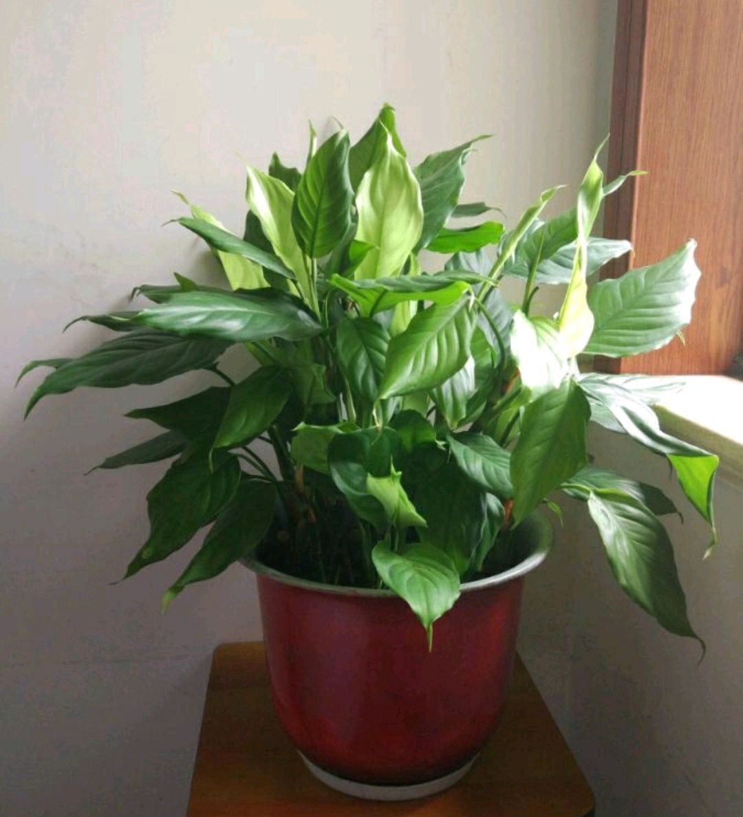 万年青叶子枯黄怎么回事,虎眼万年青叶尖枯黄怎么办