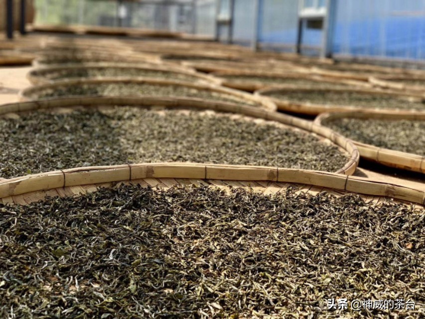 神威的制茶日记:我对小罐茶的看法一二