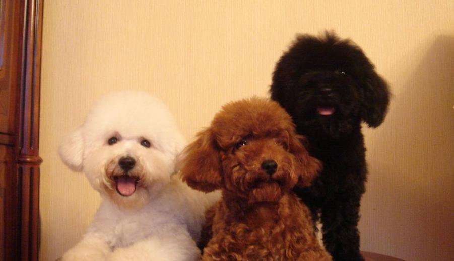 贵宾犬与泰迪有什么区别,贵宾犬和泰迪区别在哪里