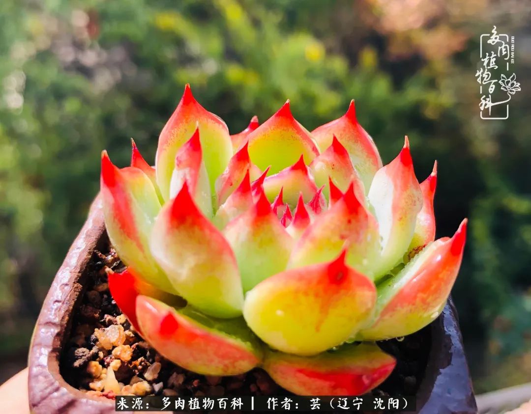 万物皆有灵性有因必有果,万物皆有灵性与生命