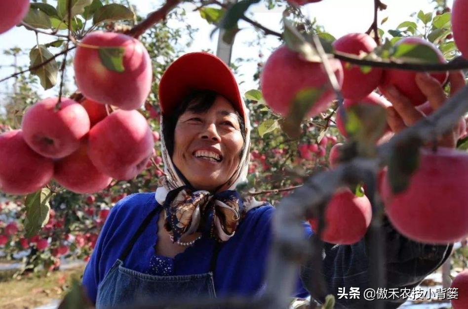 农作物苗期用哪个调节剂比较好,作物生长调节剂大全