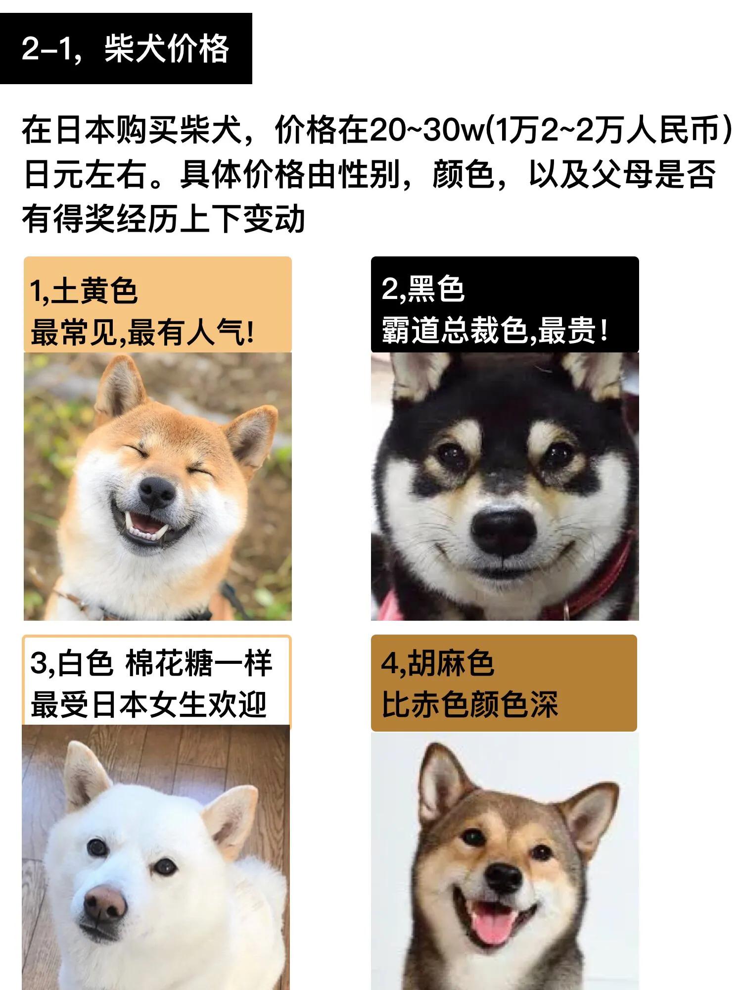 在日本买柴犬要60万？