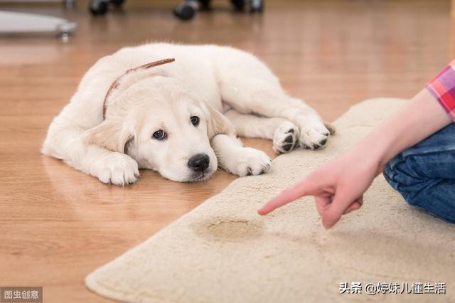 狗狗舔地有必要制止么,狗狗舔手注意什么