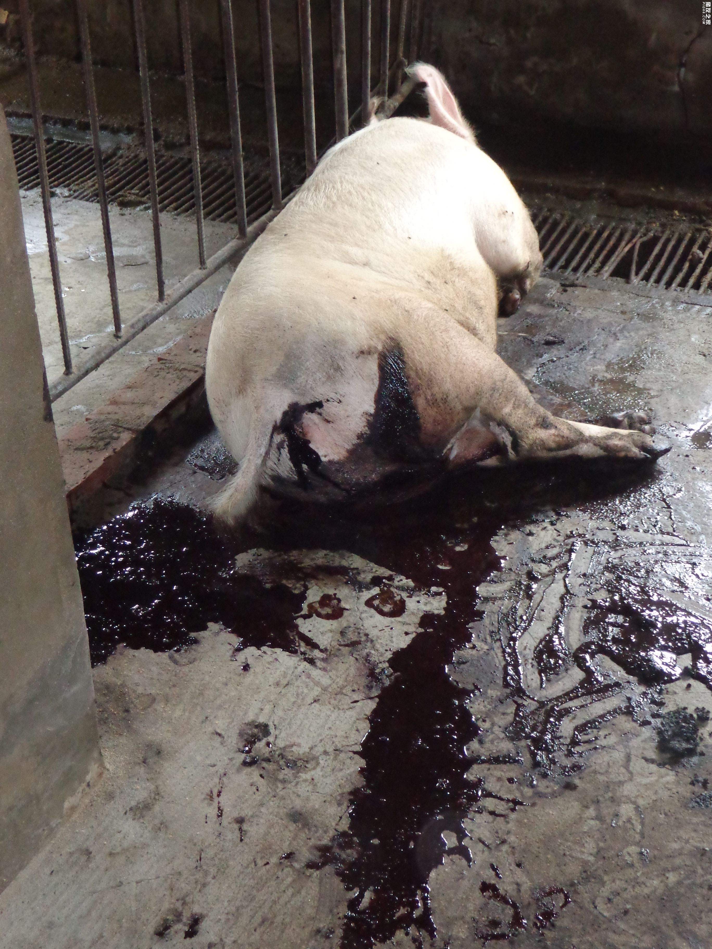 猪拉血痢死亡率多少,猪只拉血痢怎么处理