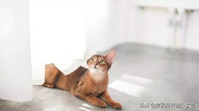 五只小猫咪游泳,可爱的小猫咪洗澡或游泳