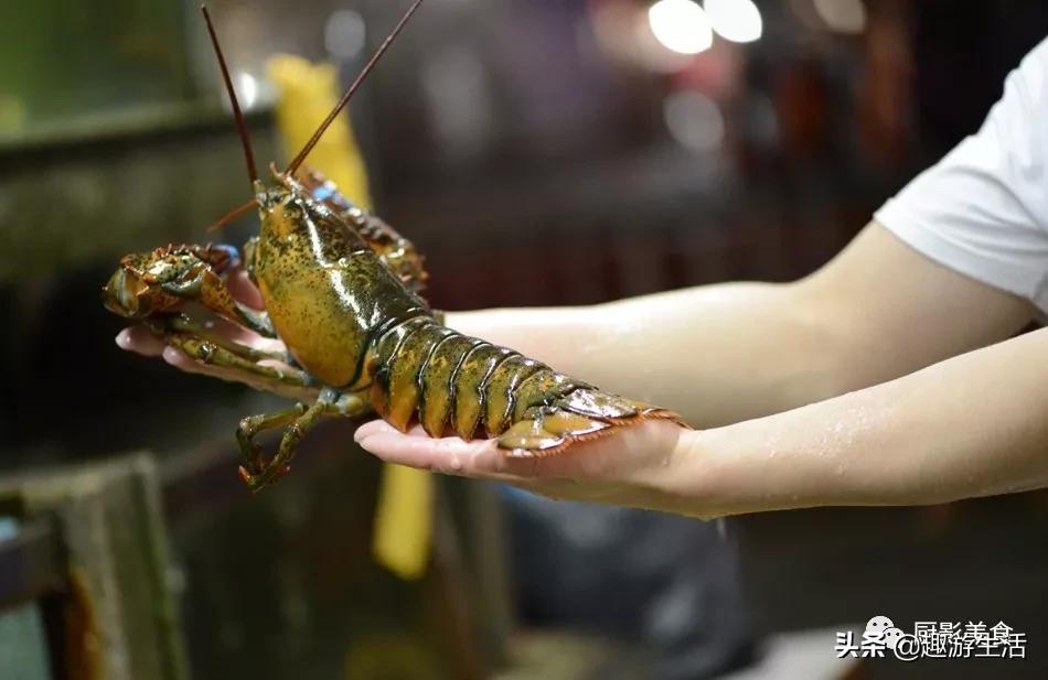 世界上的各种龙虾,世界上最大龙虾