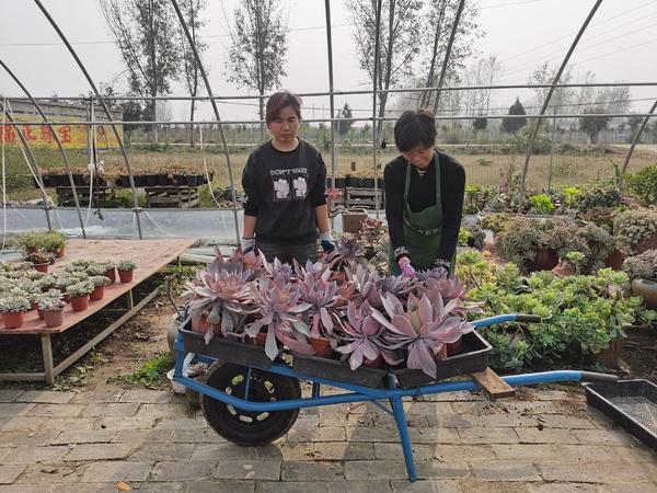 南阳直播电商创业成功,南阳直播电商快速成长