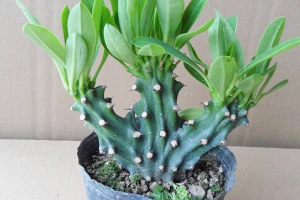 麒麟掌风水最佳位置,麒麟掌的风水作用