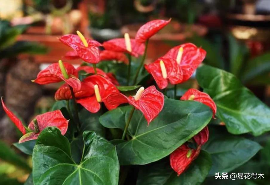 四季开花香味浓的观花植物,观叶型花卉有哪些花可以吃