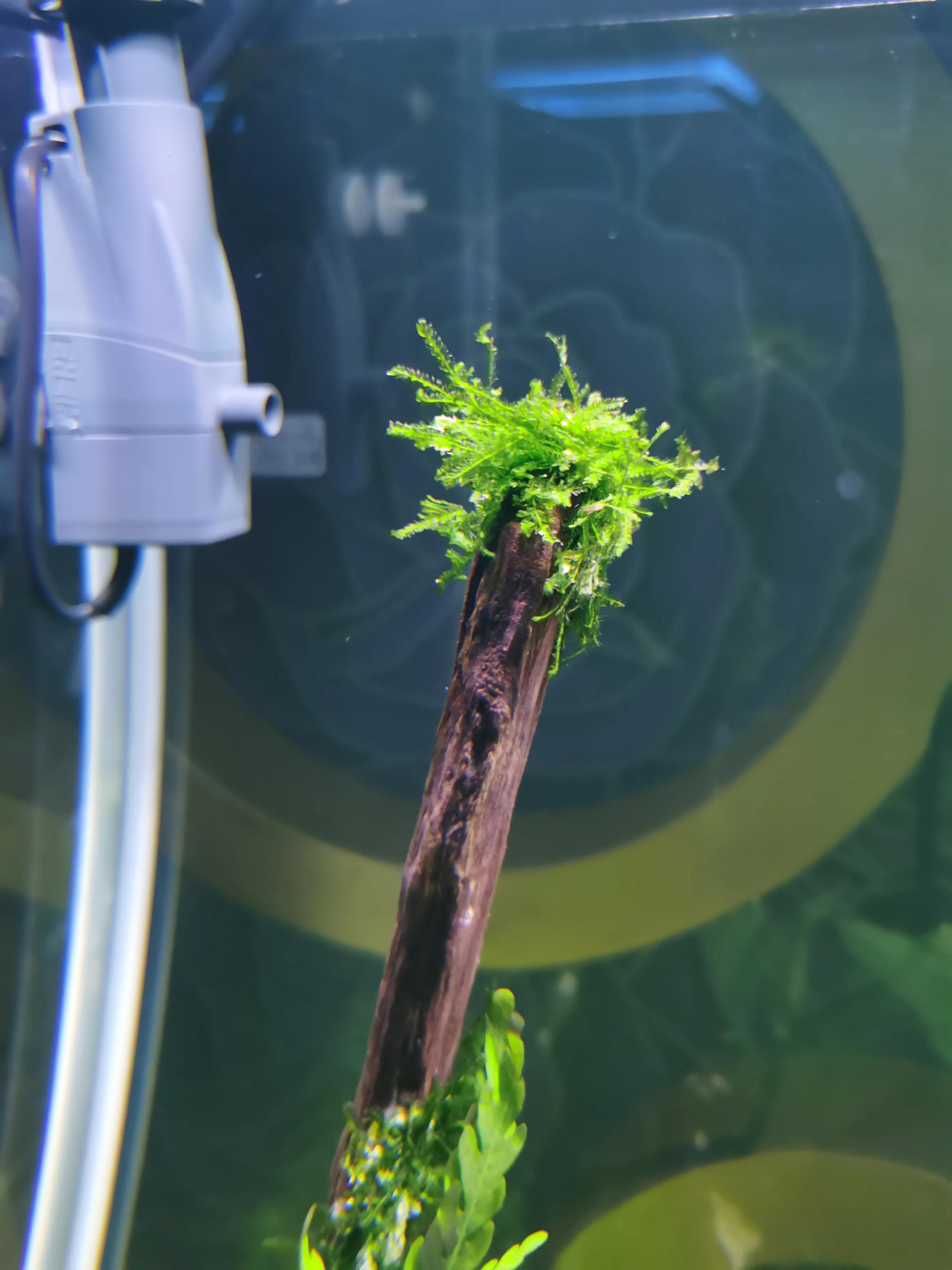 十大适合新手养的水草,比较好养的水草推荐