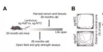 一键还原？我国科学家首次发现可延缓衰老“基因疗法”