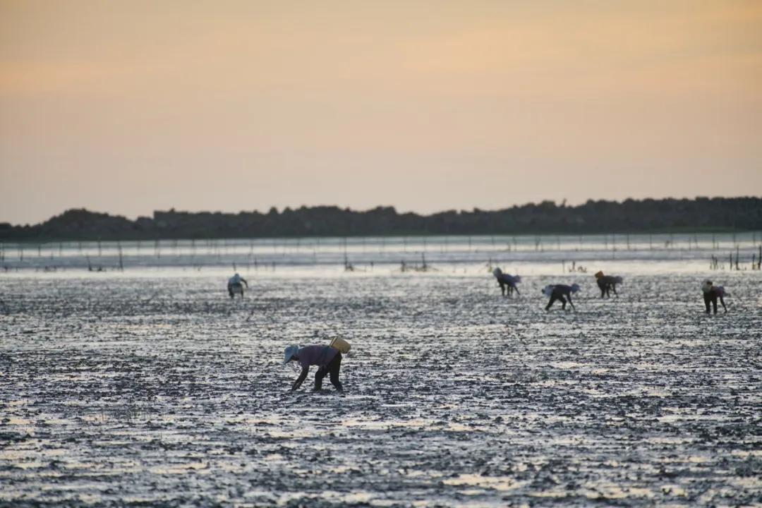 宋卫平杭州别墅,宋卫平杭州湾图片