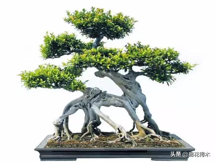 墙角榕树盆景,绝无仅有的榕树盆景