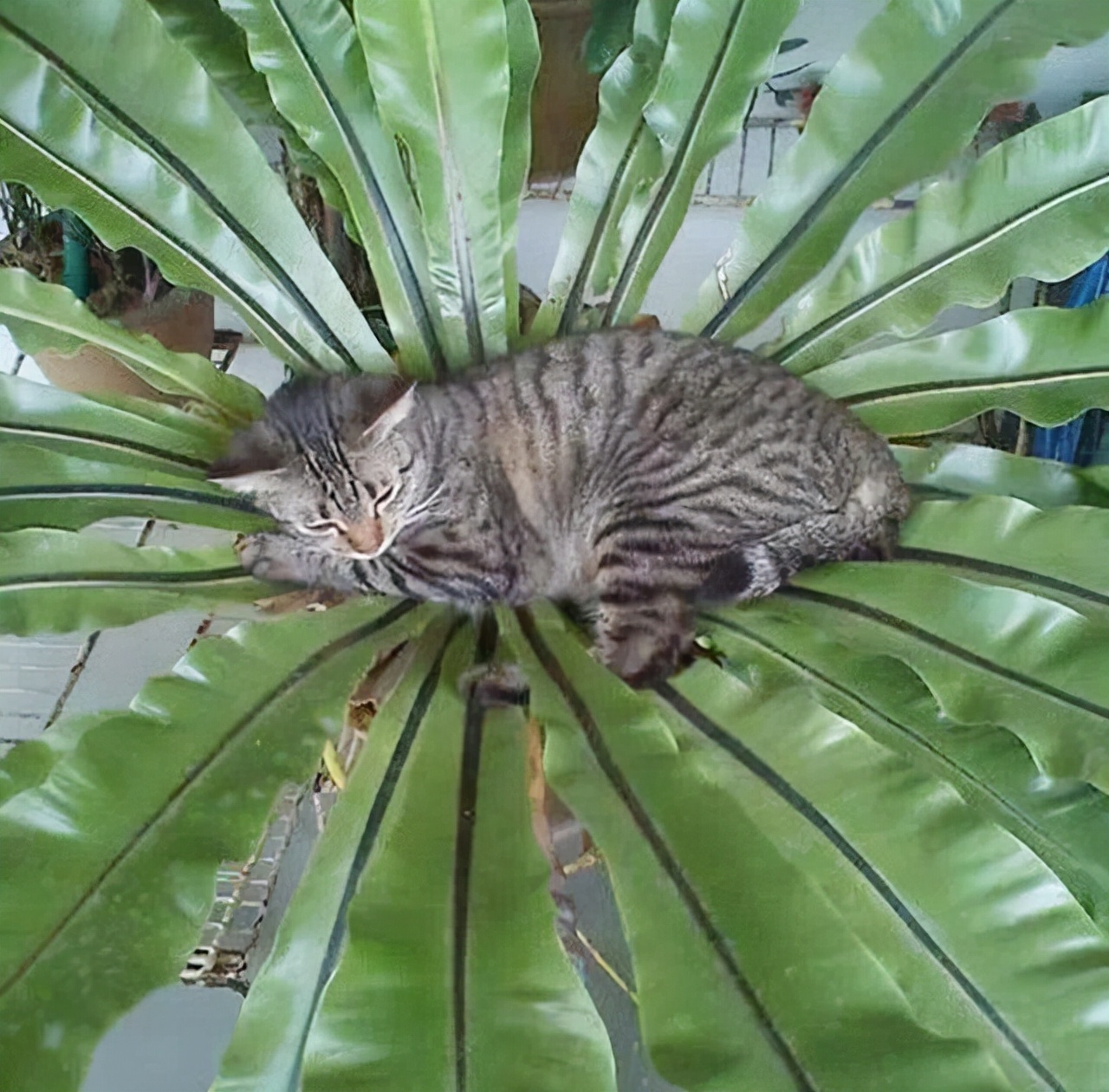 这五种盆栽太珍贵,除了蕨类还有哪些盆栽绿意盎然