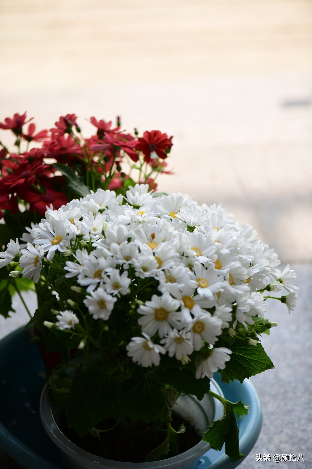 就趁现在，花园最忙碌的季节|园丁