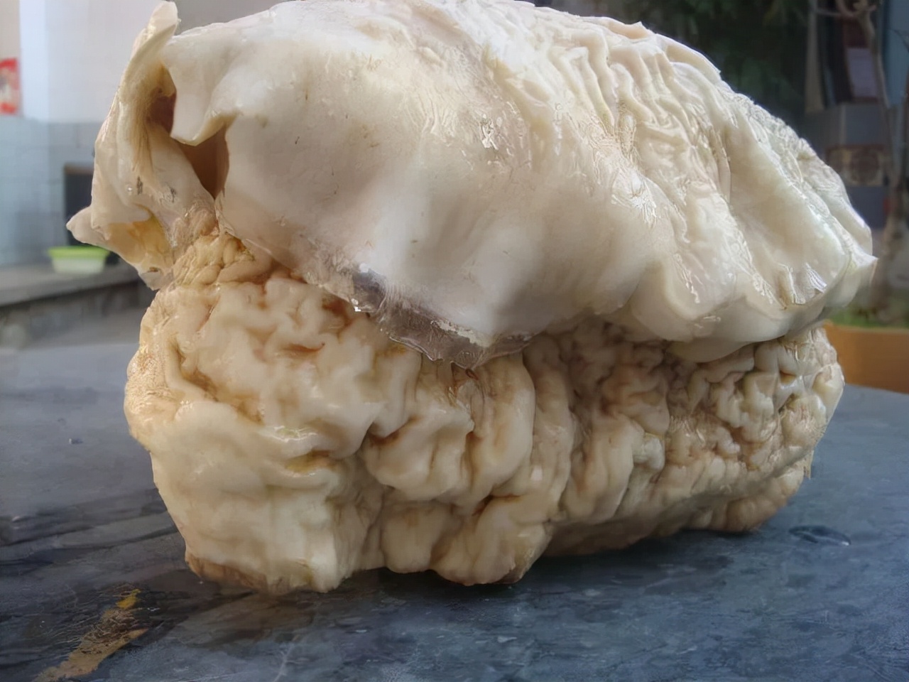 太岁为什么能价值百万,太岁到底是个什么玩意