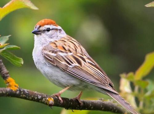 鹦鹉散养注意事项大全,怎么在家中放鹦鹉笼养鸟