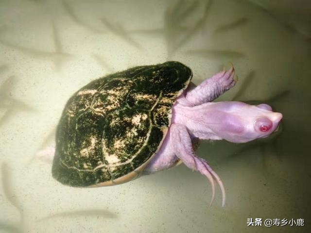 巴西龟到底有什么,巴西龟真的不值钱吗