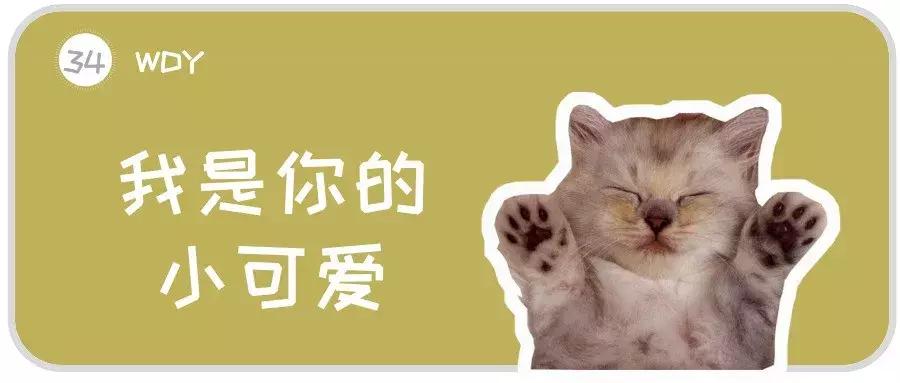 猫咪犯了错该如何批评？这2个错误的方式不要再用了