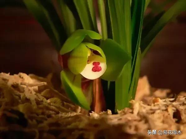 春兰大富贵的来历,春兰翠盖荷和大富贵区别