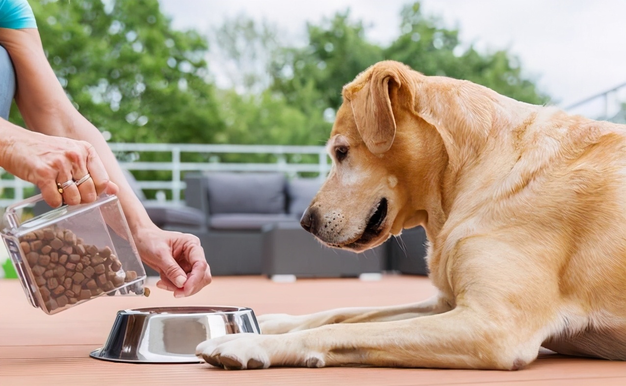 为什么狗狗不能吃盐,狗狗到底能不能吃咸的食物