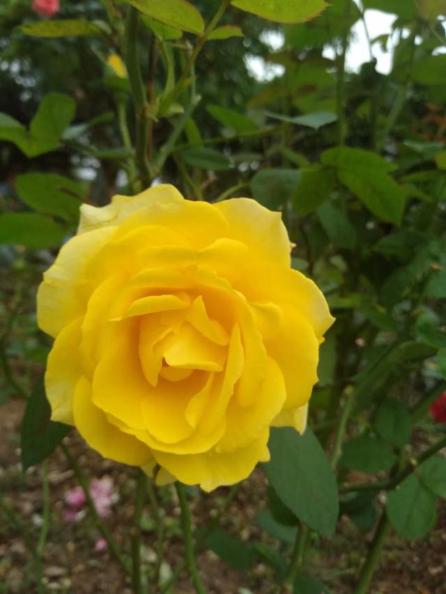 夕阳醉了白话版,夕阳醉了低音版