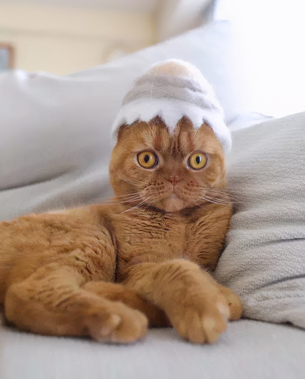 网友晒出5颗巨型毛球，救命！我快要窒息了