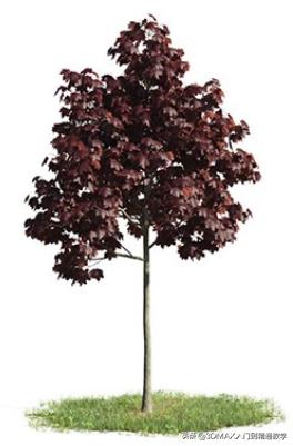 3dmax树木模型在哪里,3dmax植物树