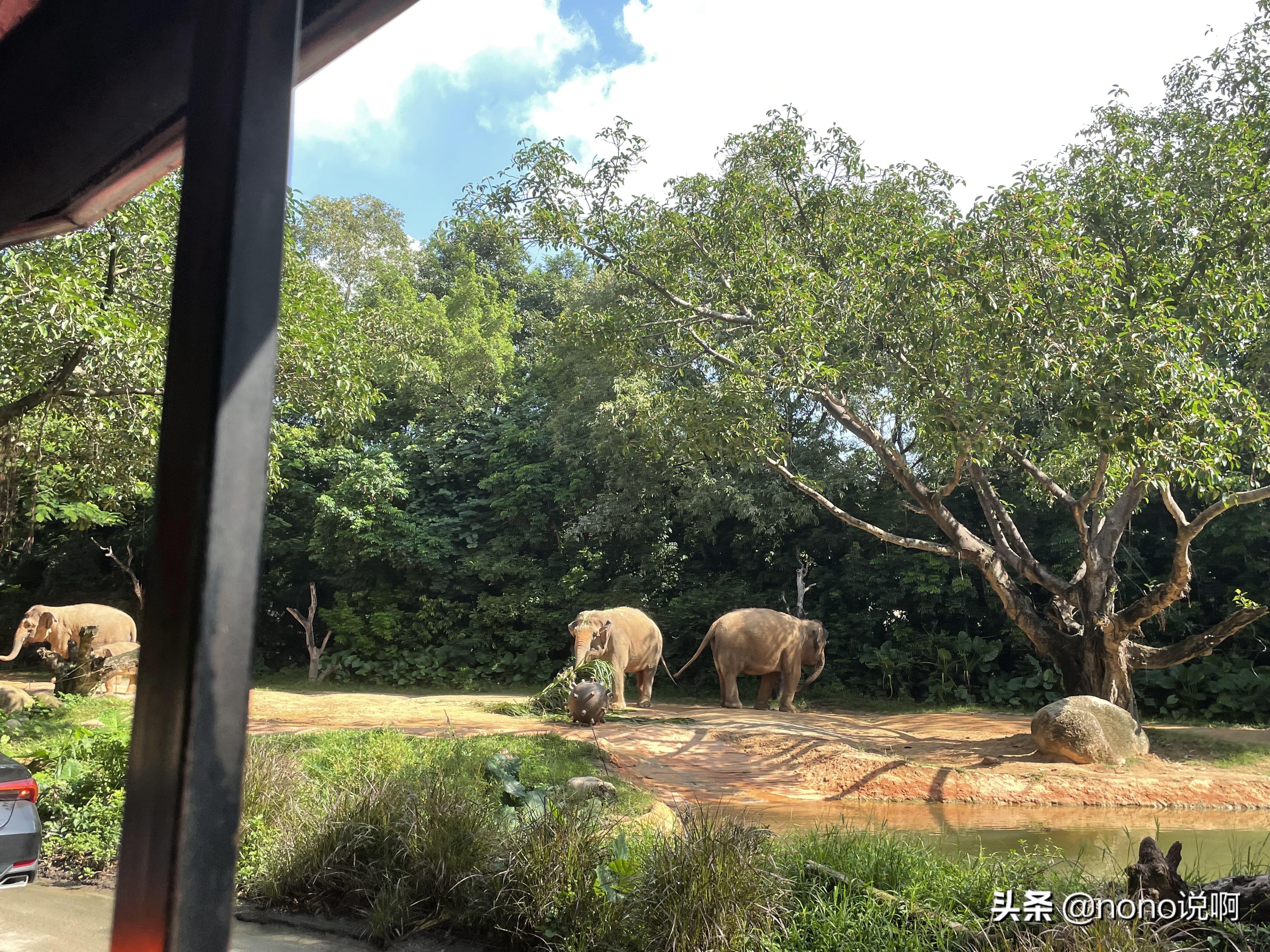 广州长隆野生动物园亲子旅游攻略,11月广州长隆野生动物园游玩攻略